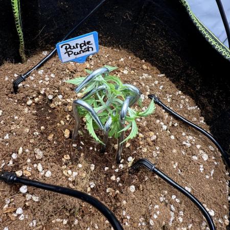 Purple Punsh Superstrainseeds