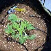 Purple Punsh Superstrainseeds