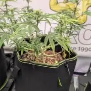 Apple Gelato - Super Strains