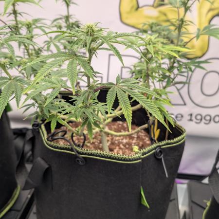 Apple Gelato - Super Strains