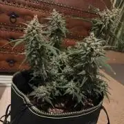Black Domina - Superstrainseeds