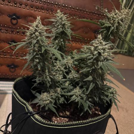 Black Domina - Superstrainseeds