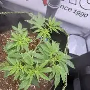 Purple Punch - Super Strains