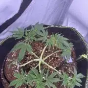 Apple Gelato Superstrainseeds