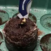 Wedding Cake - Super Strains