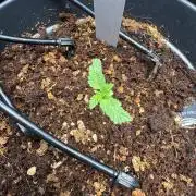 Hermana de la Noche - Super Strains