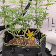 Apple Gelato - Super Strains