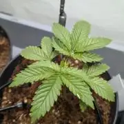 Amnesia - Super Strains