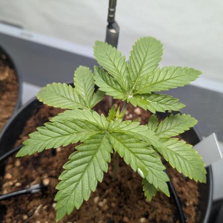 Amnesia - Super Strains