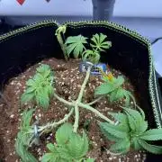 Purple Punch - Super Strains