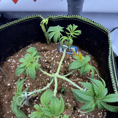 Purple Punch - Super Strains