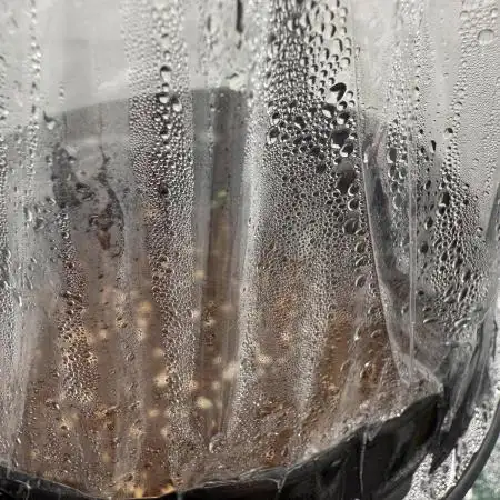 Hermana de la Noche - Super Strains