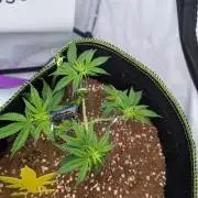 Black Domina - Superstrainseeds