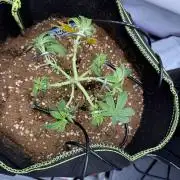 Purple Punsh Superstrainseeds