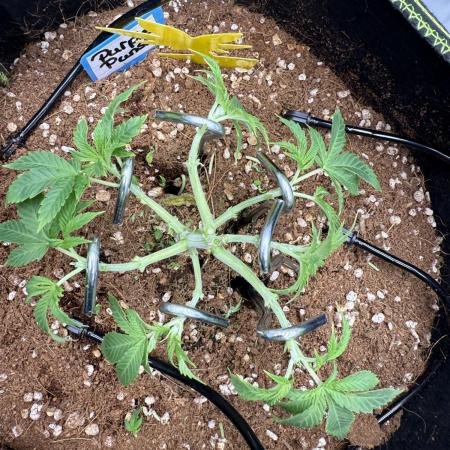 Purple Punsh Superstrainseeds