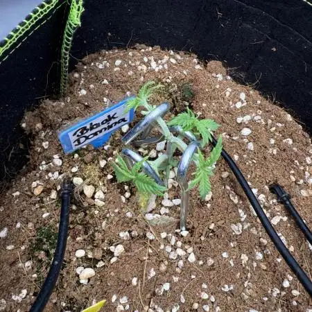 Black Domina - Superstrainseeds