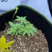 Black Domina - Superstrainseeds