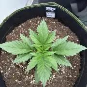 FastBuds Seedtest💪🏽