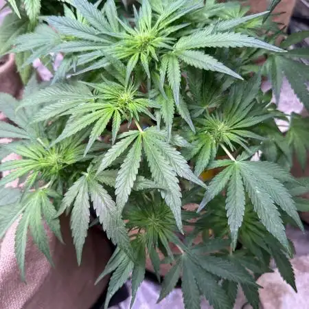 420 FastBuds Seedtest