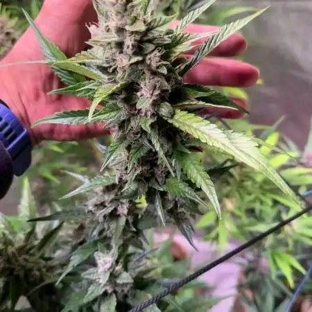 Papaya Cookies Auto
