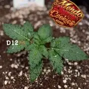 FastBuds MSRA&BSCA
