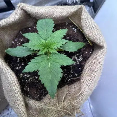 420 Fast Buds