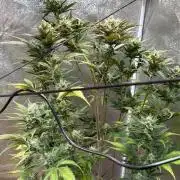 420 FastBuds Seedtest