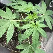 420 Guava Sandea+ Banana Cherry Cookies