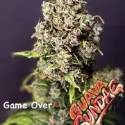 420 Guava Sandea+ Banana Cherry Cookies