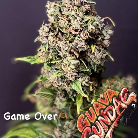 420 Guava Sandea+ Banana Cherry Cookies