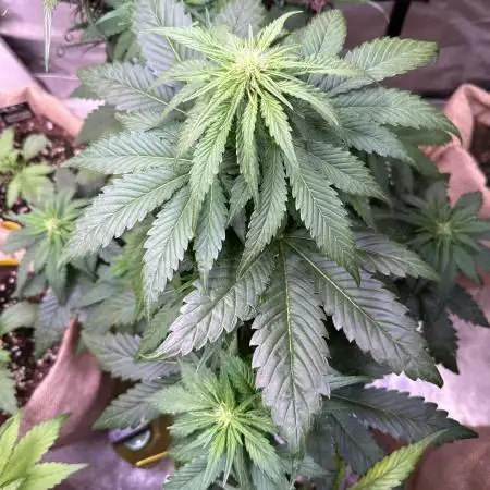 420 Fast Buds