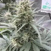 FastBuds Seedtest😁