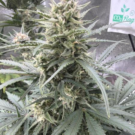 FastBuds Seedtest😁