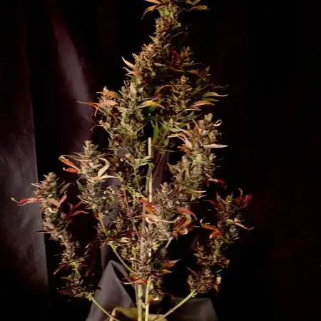 Papaya Cookies Auto
