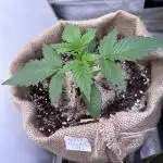 FastBuds Seedtest😁