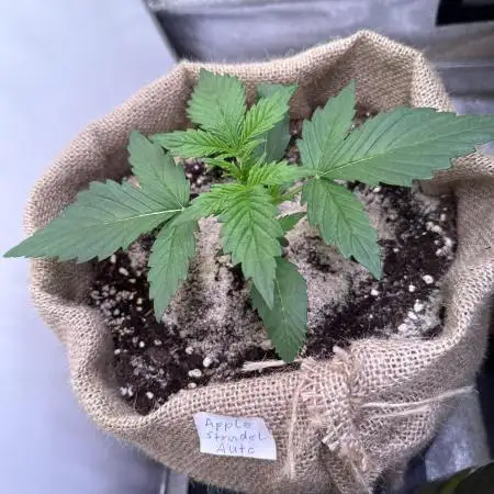 FastBuds Seedtest😁