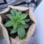 420 Fast Buds
