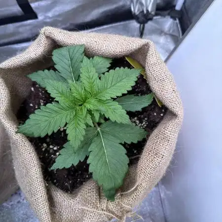 420 Fast Buds