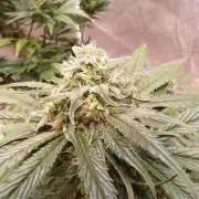 FastBuds42 Seedtest