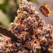 420 Guava Sandea+ Banana Cherry Cookies