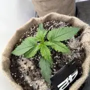420 Fast Buds Seedtest