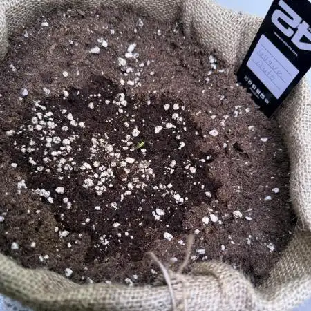 420 FastBuds Seedtest