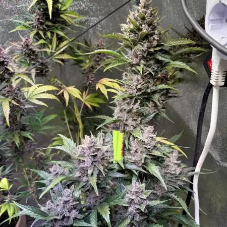 Papaya Cookies Auto