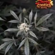 420 Guava Sandea+ Banana Cherry Cookies