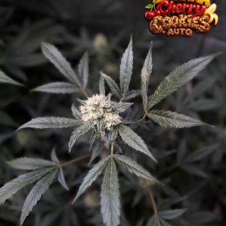 420 Guava Sandea+ Banana Cherry Cookies