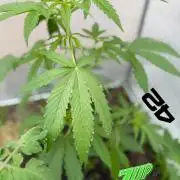 420 Fast Buds Z-Up Auto