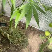 420 Fast Buds Z-Up Auto