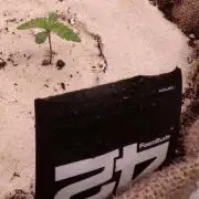 420 Fast Buds Seedtest