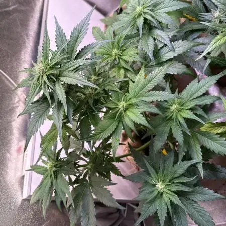 420 Fast Buds