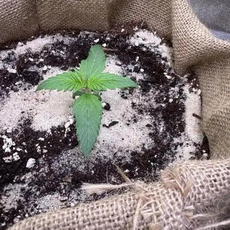 FastBuds Seedtest😁